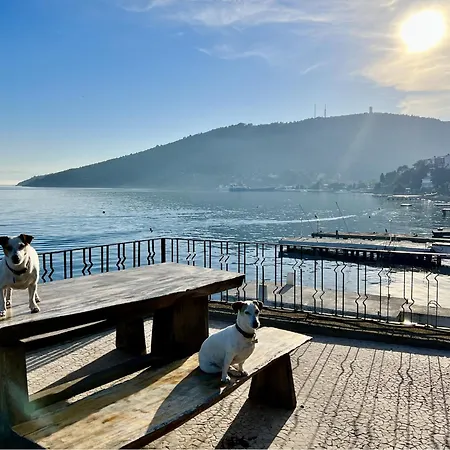 Bueyuekada I Private Pier & Seawater Pool